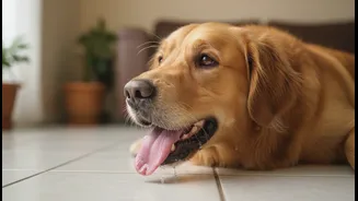 Veterinary Warnings about Indoor Heatstroke: What to Verify before Making Decisions