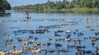 Central laboratory confirms avian flu outbreak in parts of Alappuzha, Kottayam districts