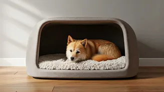 Pets Need Safe Dens And Smarter Care Now