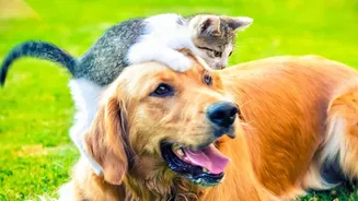 Dog And Cat Owners Need These Monsoon Hygiene Tips For Rainy Days