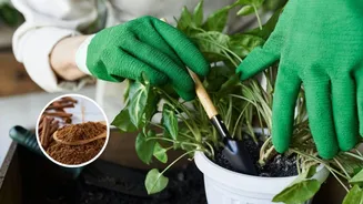 Veja o passo a passo para usar canela em pó no jardim e salvar suas plantas