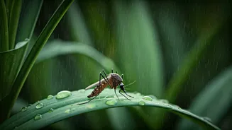 Pre-Monsoon Gardening Comes With A Mosquito Reality Check