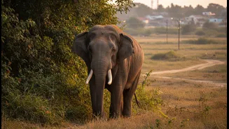 Buffer-Zone Wildlife Trips Need Smarter Planning