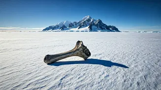 This 1985 Fossil Just Became Antarctic Dinosaur History