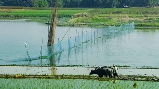 Udupi Farmer Turns Three Acres of Paddy Land Into a Lotus Farm