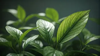 June Is When Plant Parents Get Serious