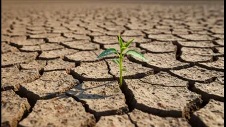 El Nino And Weak Rainfall Make Food Inflation Easier To Understand