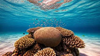 Dry Tortugas National Park: Your Ultimate Guide to an Unspoiled Paradise