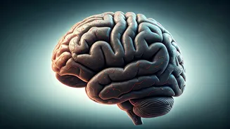 Why Young Indian Vegetarians Suffer Neural Fatigue Patterns From Deficiencies