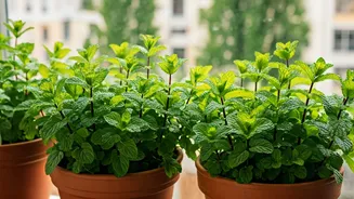 Mint Pots Turn Balconies Into Green Kitchens