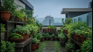 Low-Care Terrace Plants That Help Keep Rooftops Fresh During Monsoon Months