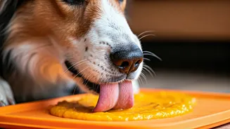 Creative Pet Vlogs Share Pumpkin Mash Licking Mat Recipes