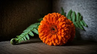 Why Native Marigolds And Ferns Brighten Gloomy Rooms