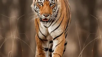 Nepal's Wild Tiger Growth Highlights Both Progress and Local Pressure