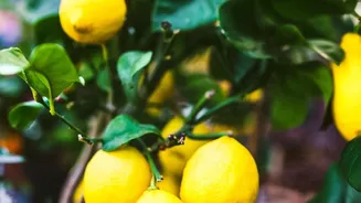 The Right Pot Size For A Lemon Plant