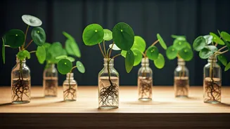 The Easiest Desk Customization Idea: Money Plant In Apothecary Bottles