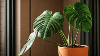 Unlock Your Green Thumb: Essential Tips for Thriving Indoor Plants