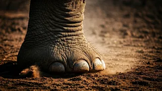 Elephants' Incredible Feet: Unveiling Their Sensory Superpowers