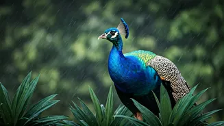 Mumbai Peacocks Are The Shareable Rain Surprise