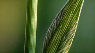 Sedges vs. Grasses: Unveiling the Subtle Differences in Plant Anatomy