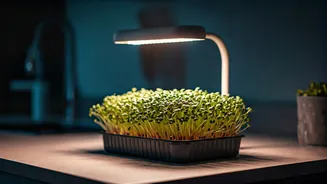 Microgreens Under LEDs Are The New Kitchen Flex