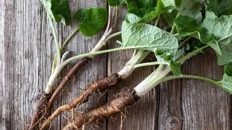 Burdock root: All about the highly nutritious vegetable