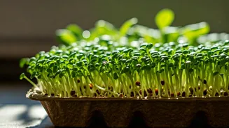 Upgrade Low Cost Gardening Growing Microgreens Cardboard Trays Now