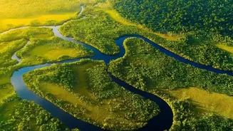 Changing Rainfall Trends Raise Fresh Questions About The Future Of India's Forests