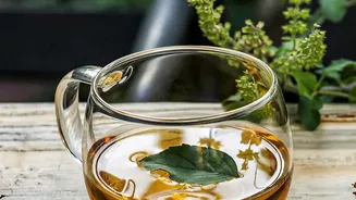 Plant Tulsi Mint And Coriander On Kitchen Windowsills For Fresh Winter Herb Supplies