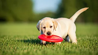 Easiest Dogs to Train and Love for Beginners