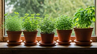 How To Grow 4 Aromatic Herbs Indoors This Monsoon