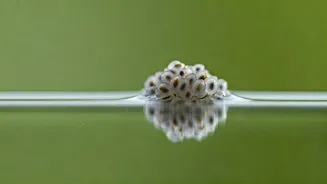 Cool Your Gut Naturally With Soaked Sweet Basil Seeds Daily