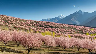 Ladakh's 'Indian Sakura': Experience the Enchanting Apricot Blossom Spectacle