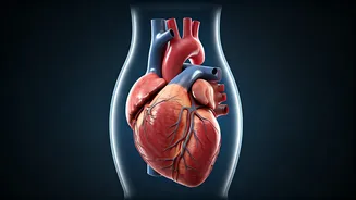 Find Your Ideal Heart Rate Through Exercise