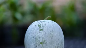 Slime, Mould and Bad Odours Mean Monsoon Produce Should Be Rejected