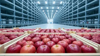 How Better Cold Storage Distribution Networks Shield Kashmir Apple Growers From Spoilage