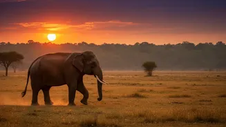 India's safari options range from tiger reserves to leopard and elephant landscapes Brings Sightings are never guaranteed Into The Current Conversa...
