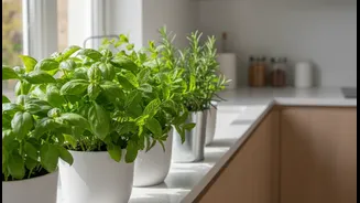 Herbs Near The Kitchen Need Clean Air And Easy Harvest Access