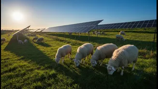 The Poznan Trial Tests Whether Animals Benefit From Shade Beneath Panels