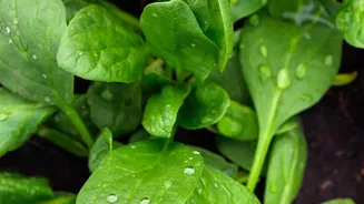 How Agricultural Waste Derived Plant Electrolytes Boost Safety In Non Flammable EV Batteries