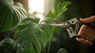 June Pruning Is Plant Parents’ New Homework