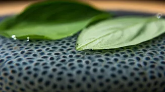 Sabja Seeds Are Back In The Summer Chat