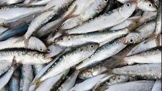 Anvisa determina recolhimento de sardinhas após detecção de Salmonella
