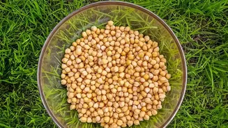 Sattu and sprouts boost fitness goals