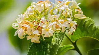 Versatile uses of African Jasmine