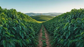 Chikmagalur Unplugged Plantation Stays Offer Endless Emerald Coffee Views