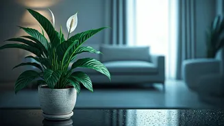 Combat Room Dampness Instantly Using Air-Purifying Peace Lily Plants
