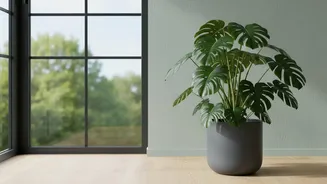 Keep Window Direction Visible While Planning Houseplant Shopping