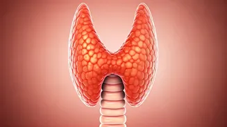 Thyroid Troubles: How Unregulated Thyroid Affects Your Body