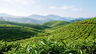 Munnar or Ooty: Which is better for families?